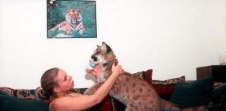 Необычные домашние животные: фото экзотических питомцев