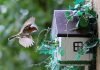 Как привлечь в сад птиц?