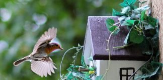 Как привлечь в сад птиц?