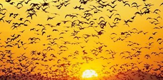 Яркий и красивый мир птиц: волнующие фото