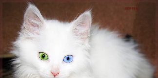 Разный цвет глаз у животных: что такое гетерохромия?