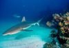 Серая рифовая акула – ручной хищник?