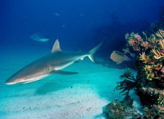 Серая рифовая акула – ручной хищник?