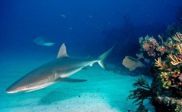 Серая рифовая акула – ручной хищник?