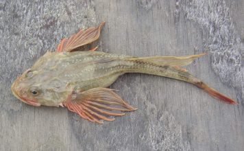 Рогатка или четырехрогий бычок