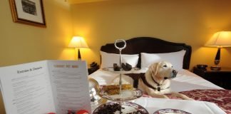 Отель для животных: жизнь «VIP с хвостиком»