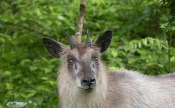 Японский сероу – необычная коза