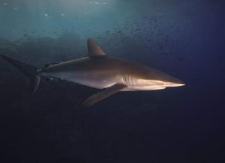 Шелковая акула: «бархатный» убийца