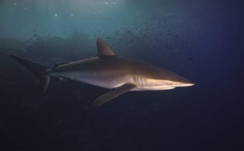 Шелковая акула: «бархатный» убийца