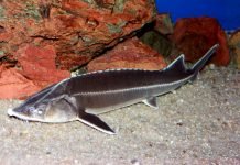 Шип: рыба с острым «оружием»