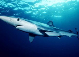 Синяя акула, или мокой