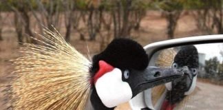 Смешные птицы: искрометные кадры пернатого юмора