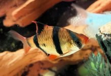 Суматранский пунтиус, он же – барбус суматранус