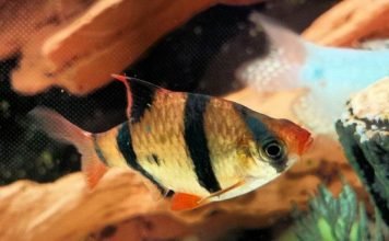 Суматранский пунтиус, он же – барбус суматранус