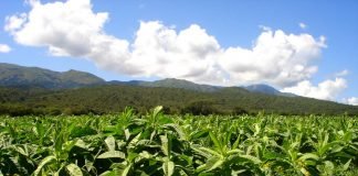 Табак против птичьего гриппа: экологическая вакцина