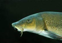 Рыба усач: виды, описание, фото