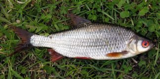 Вобла: что мы знаем о жизни вкусной рыбки?
