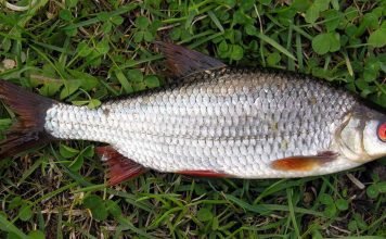Вобла: что мы знаем о жизни вкусной рыбки?