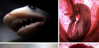 Зародыши животных: с чего начинается жизнь?