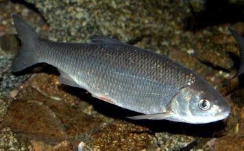 Жерех – молниеносный охотник