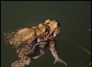 Жаба живородящая: жизнь и поведение амфибии