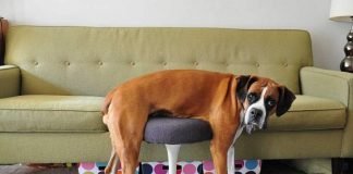 Животные и мебель: «процент совместимости»