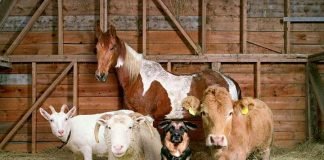 Деревенские животные: глянцевая ферма Роба МакИнниса