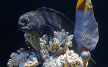 Рыба зубатка дальневосточная: фото