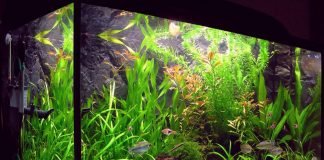 Как правильно разместить аквариум?