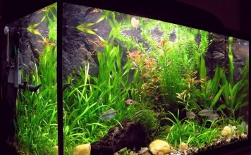 Как правильно разместить аквариум?