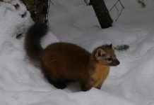 Американская куница – пушистый зверек