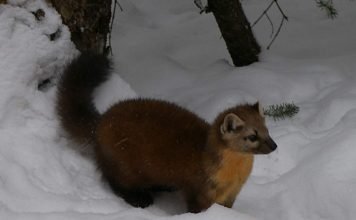 Американская куница – пушистый зверек