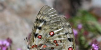 Бабочка Аполлон – вымирающая красавица
