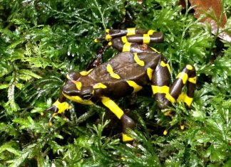 Лягушка арлекин — вымирающий вид земноводных