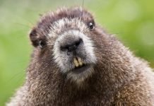 Бобер из Оклахомы стал инженером