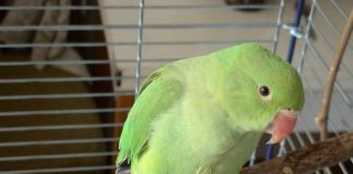 Родственные души