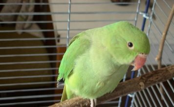 Родственные души