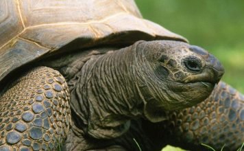 Развеиваем мифы о черепахах (десять фактов)