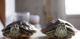 Страна обманутых «черепаховодов»