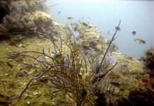 Черные кораллы: подводная драгоценность