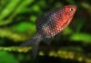 Черный барбус: советы по содержанию аквариумного питомца