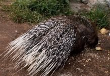 Самые колючие в мире животных, или как работает оборона иглами