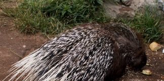 Самые колючие в мире животных, или как работает оборона иглами