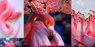Розовые животные: «гламурность» от природы