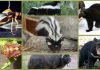 Самые вонючие среди животных: забавный «арома-рейтинг»