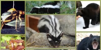 Самые вонючие среди животных: забавный «арома-рейтинг»