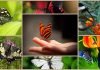 Самые удивительные факты о бабочках
