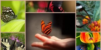 Самые удивительные факты о бабочках