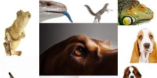 Портреты животных от Стивена Хоскинса