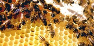 Жизнь пчел: в чем секрет строгой иерархии?
